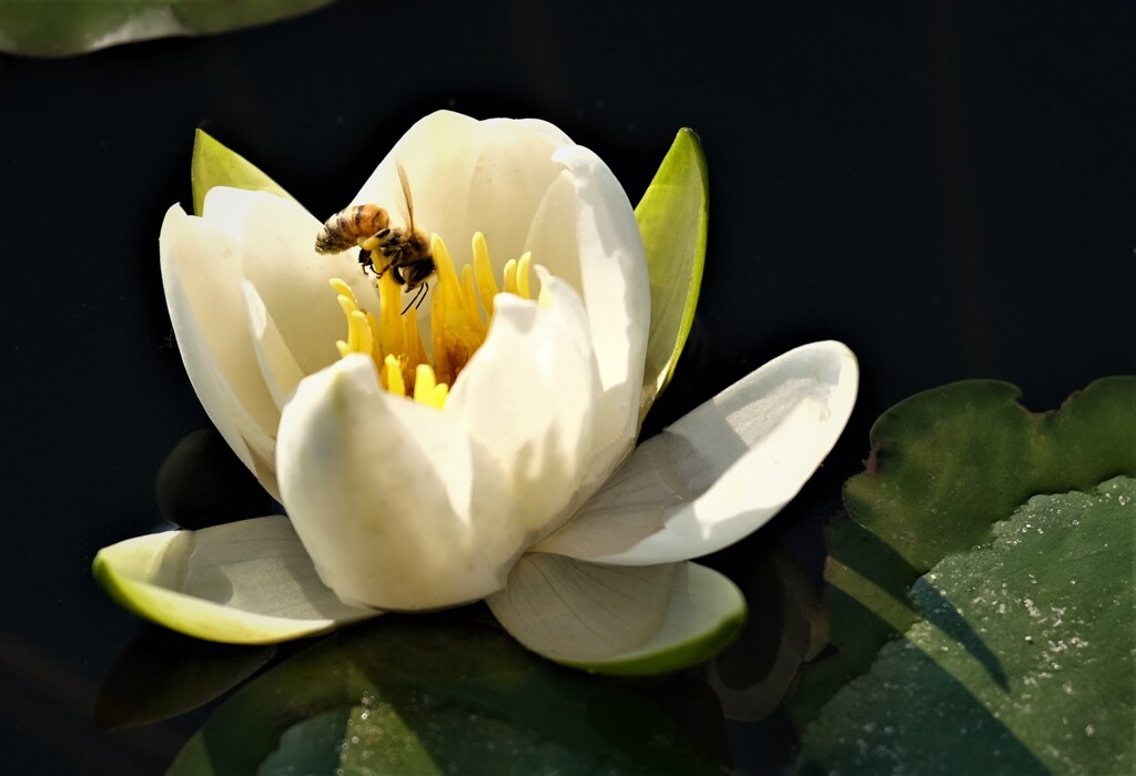 睡蓮　天王川公園にて