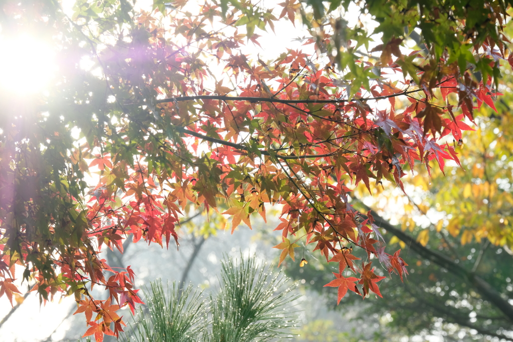 朝霧と紅葉-3