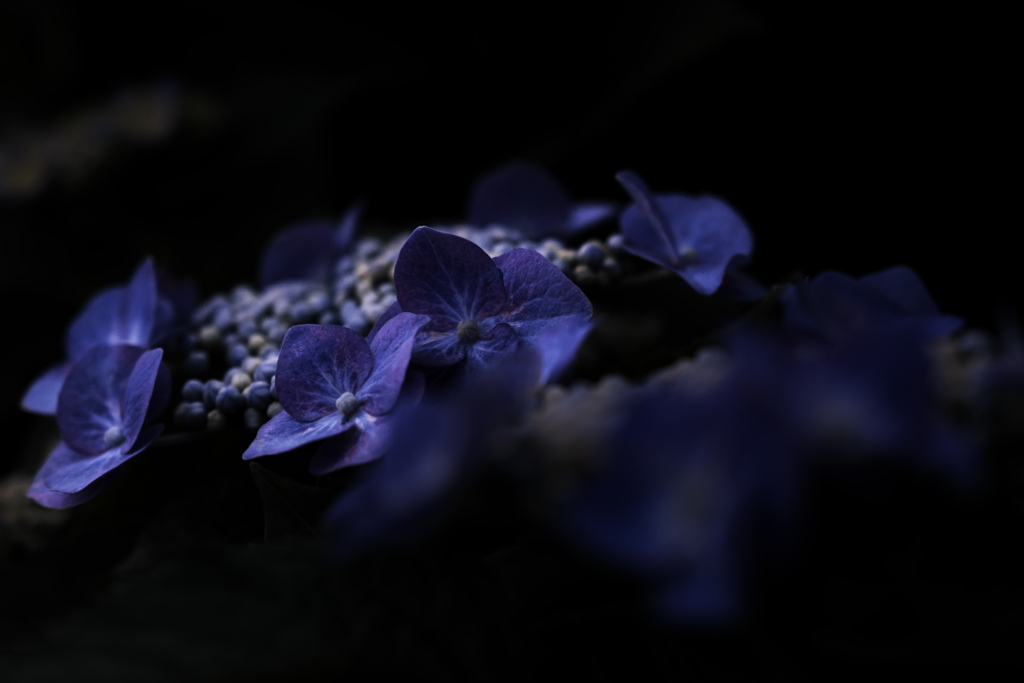 紫陽花