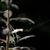 晩秋・光-1