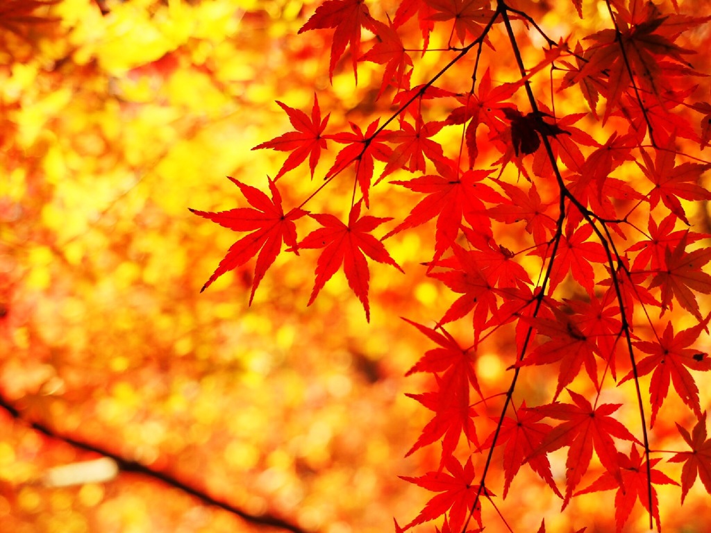 紅く燃ゆ
