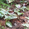 DSCF5491