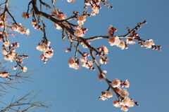 DSCF5465