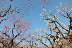 DSCF5466