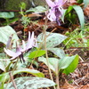 DSCF5490
