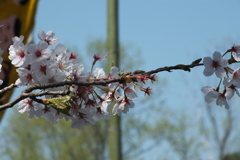 DSCF5498