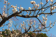 DSCF5470