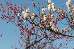 DSCF5467