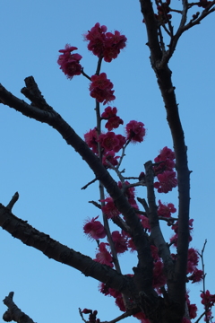 DSCF5460