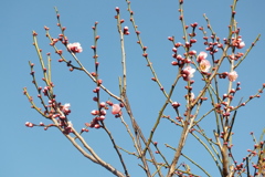 DSCF5468
