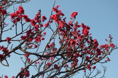 DSCF5461