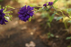 紫の花