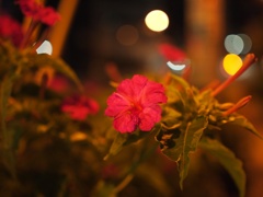 夜中花。