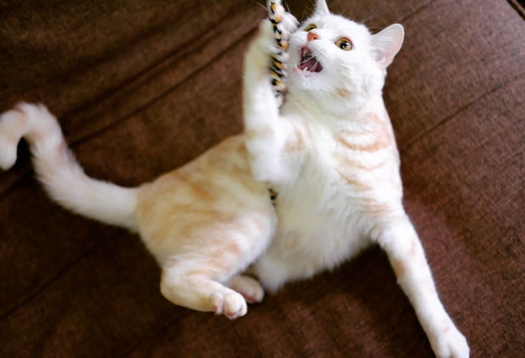 ねこ