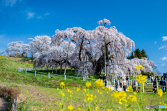 三春の滝桜４