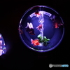 アートアクアリウム2018　琉金