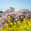 三春の滝桜１