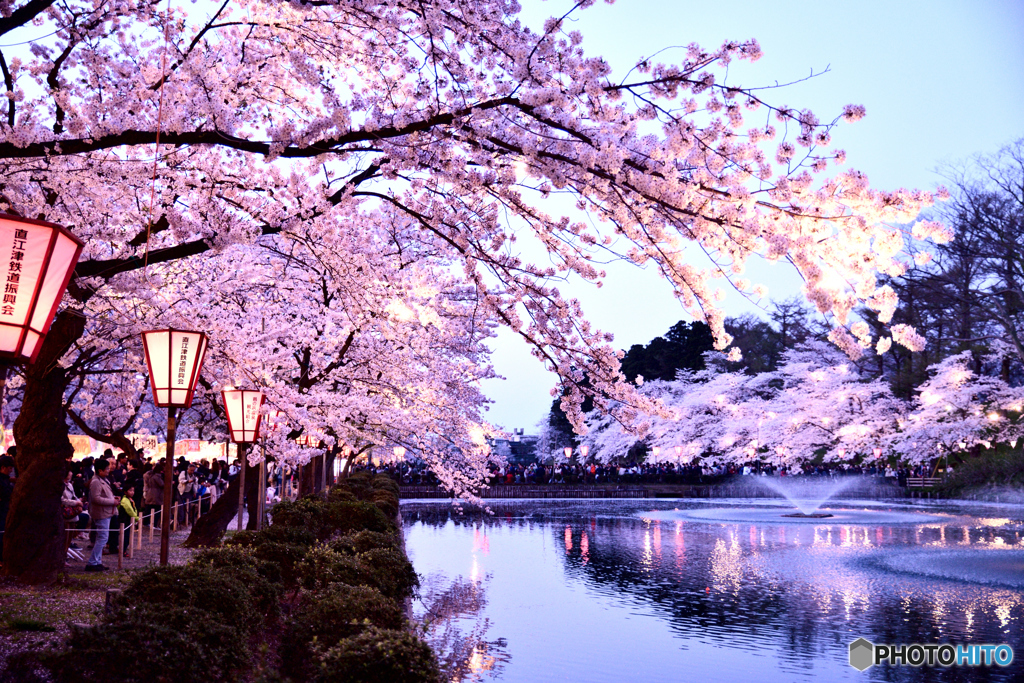 高田公園　夜桜