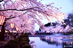 高田公園　夜桜