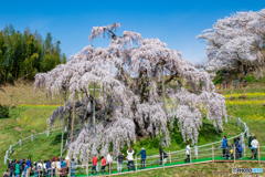 三春の滝桜２