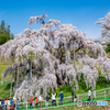 三春の滝桜２
