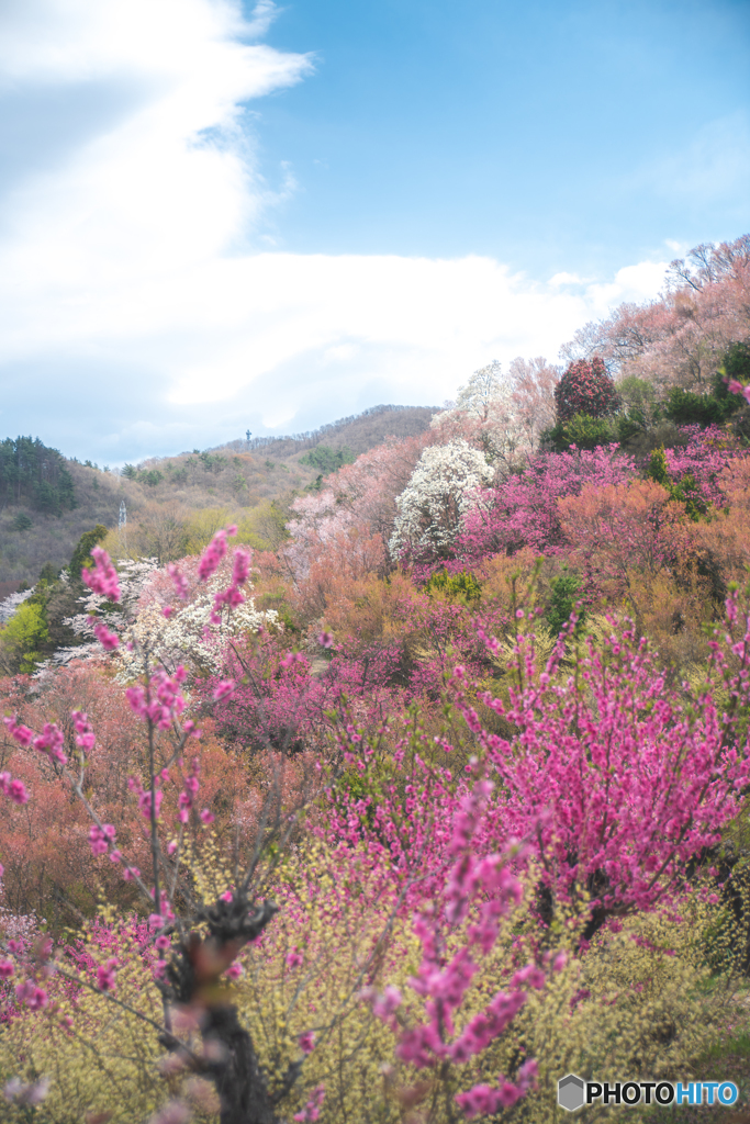 花見山３