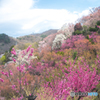 花見山３