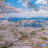 花見山４