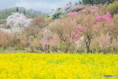 花見山１