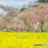花見山１