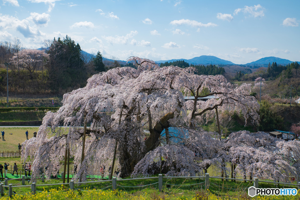 三春の滝桜３