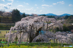 三春の滝桜３