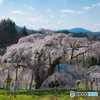 三春の滝桜３
