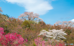 花見山２