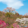 花見山２