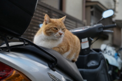 ぬこ番長