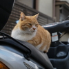 ぬこ番長