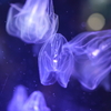 海月2