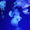 海月