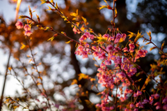夜明けの土肥桜