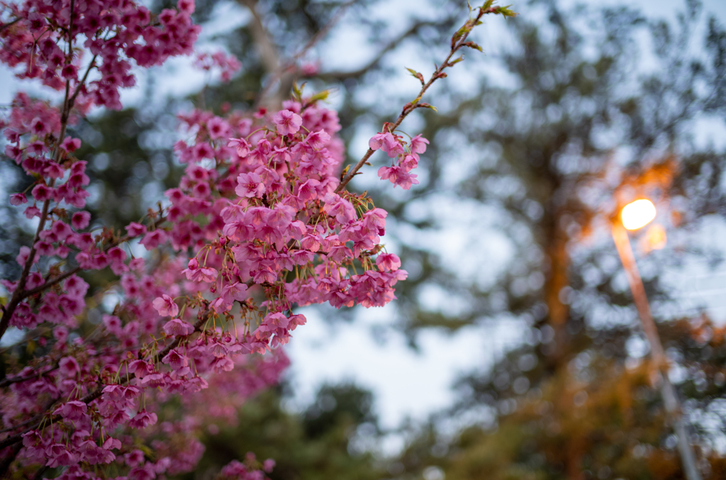 夜明けの土肥桜2