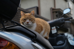 ぬこ番長の眼力