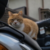 ぬこ番長の眼力