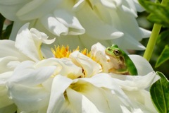 お花の中からこんにちは( ¨̮ )