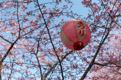 春