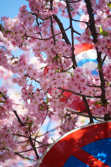 標識にぶっ刺さる河津桜
