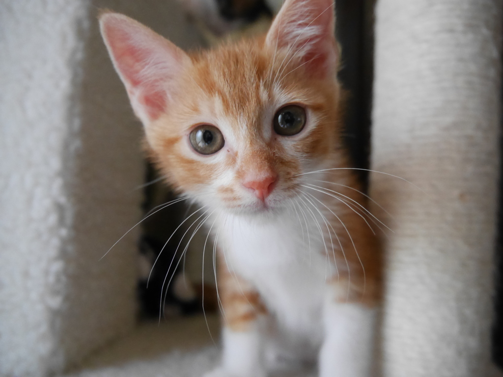 我が家の猫