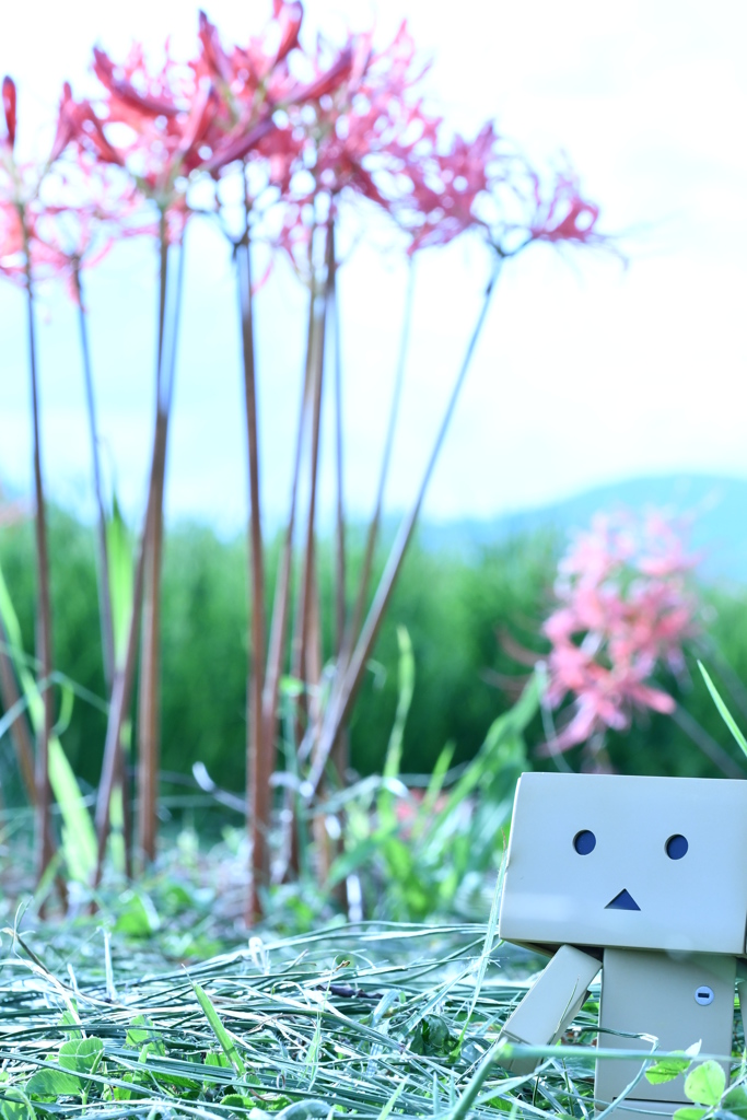 彼岸花を見つけた！