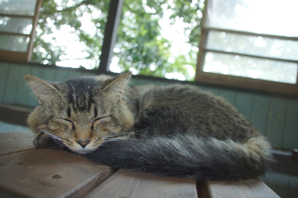 こう見えてボス猫です。