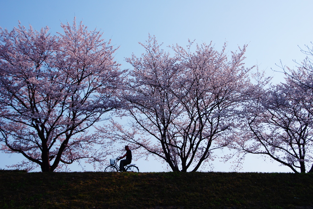 桜並木を自転車で♪